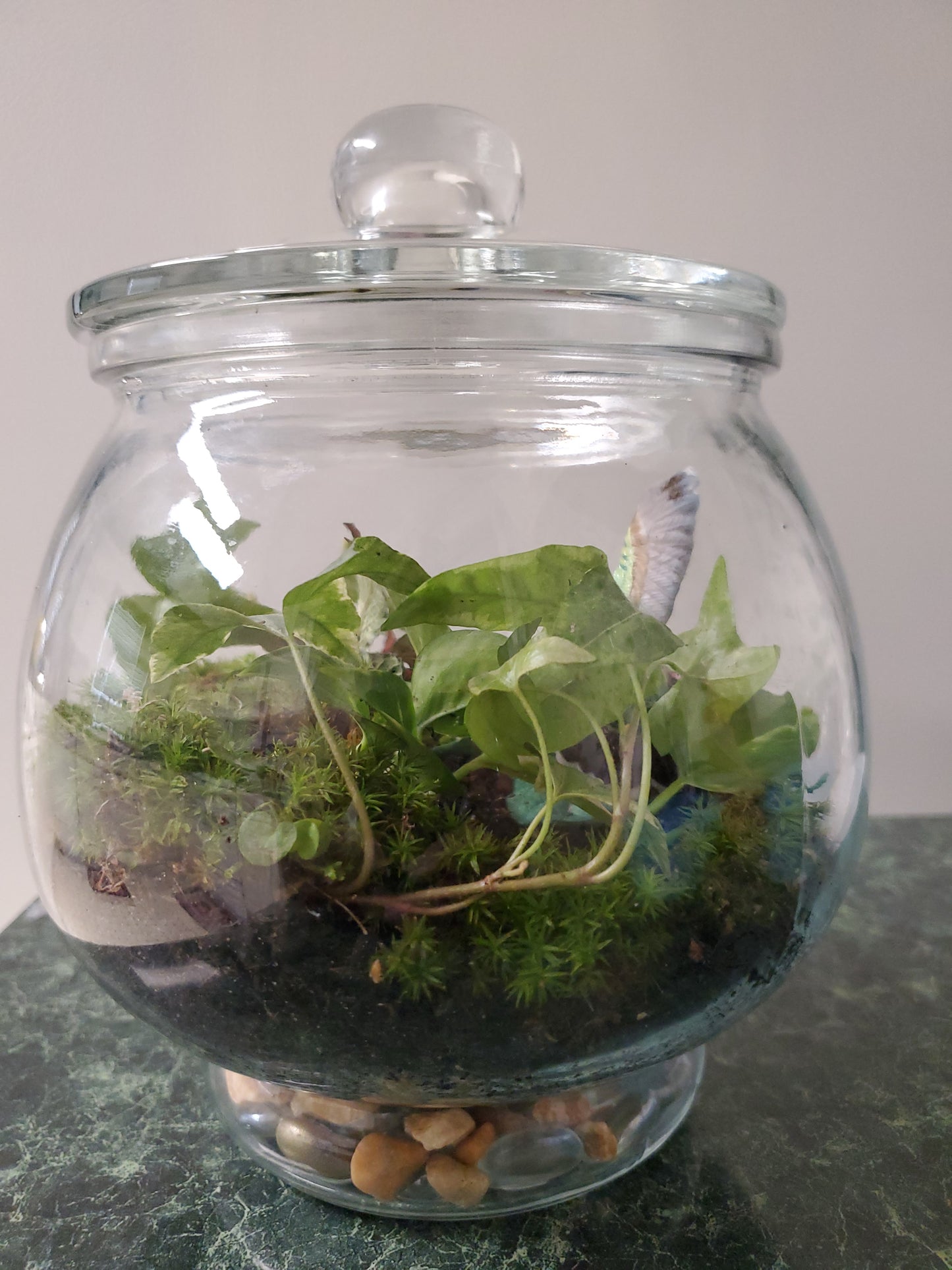 Terrarium Garden (Medium)