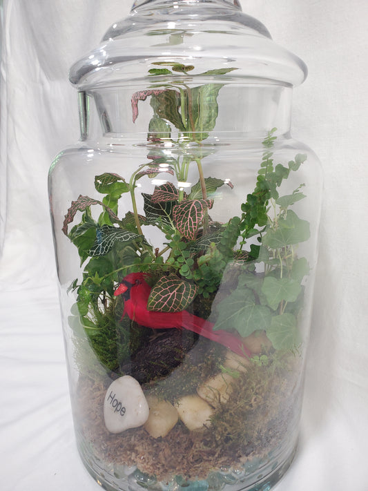 Cardinal Terrarium Garden