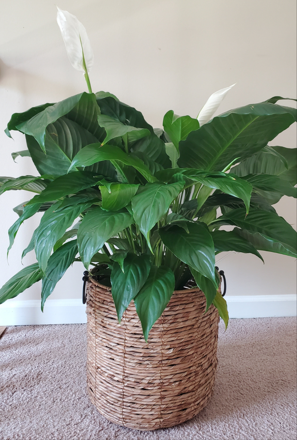 Majestic Peace Lilly (Large)