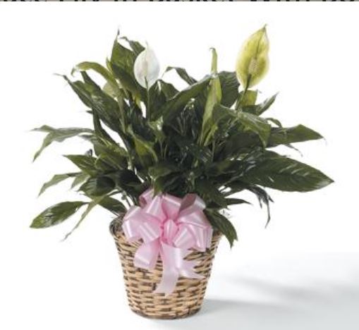 Peace Lilly (Medium)