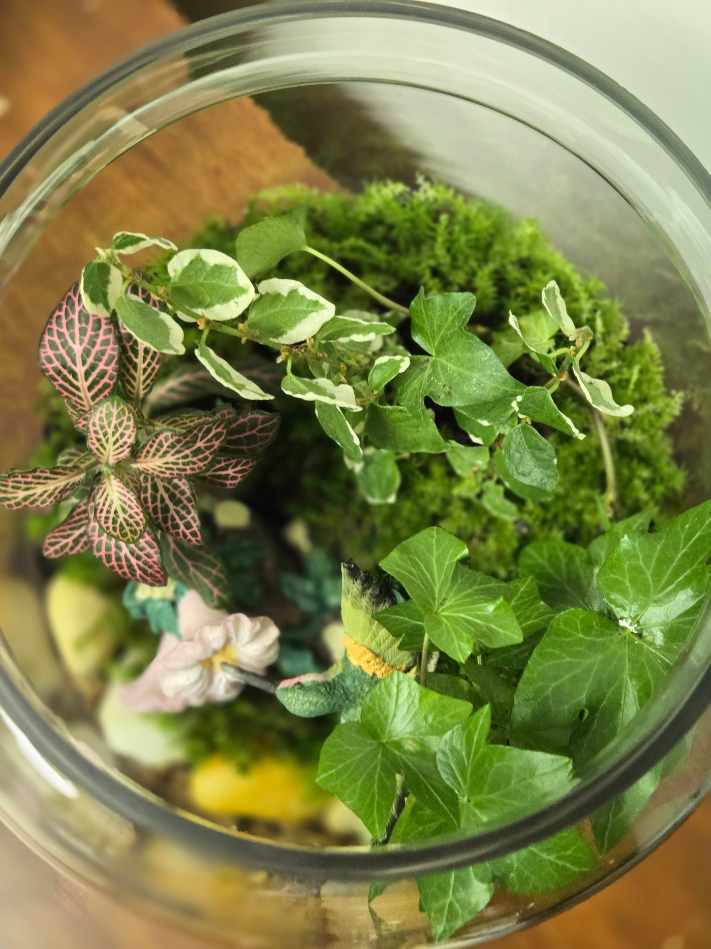 Cardinal Terrarium Garden