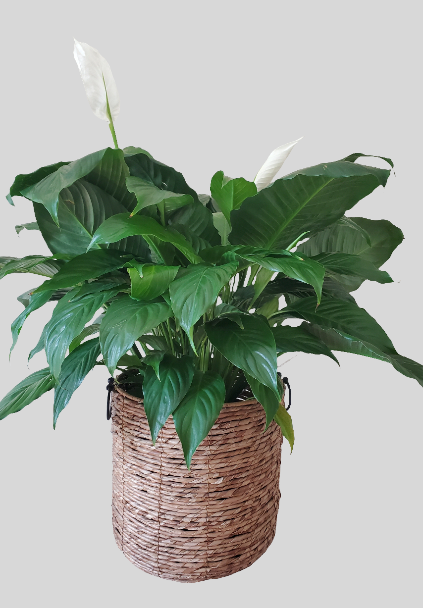 Majestic Peace Lilly (Large)