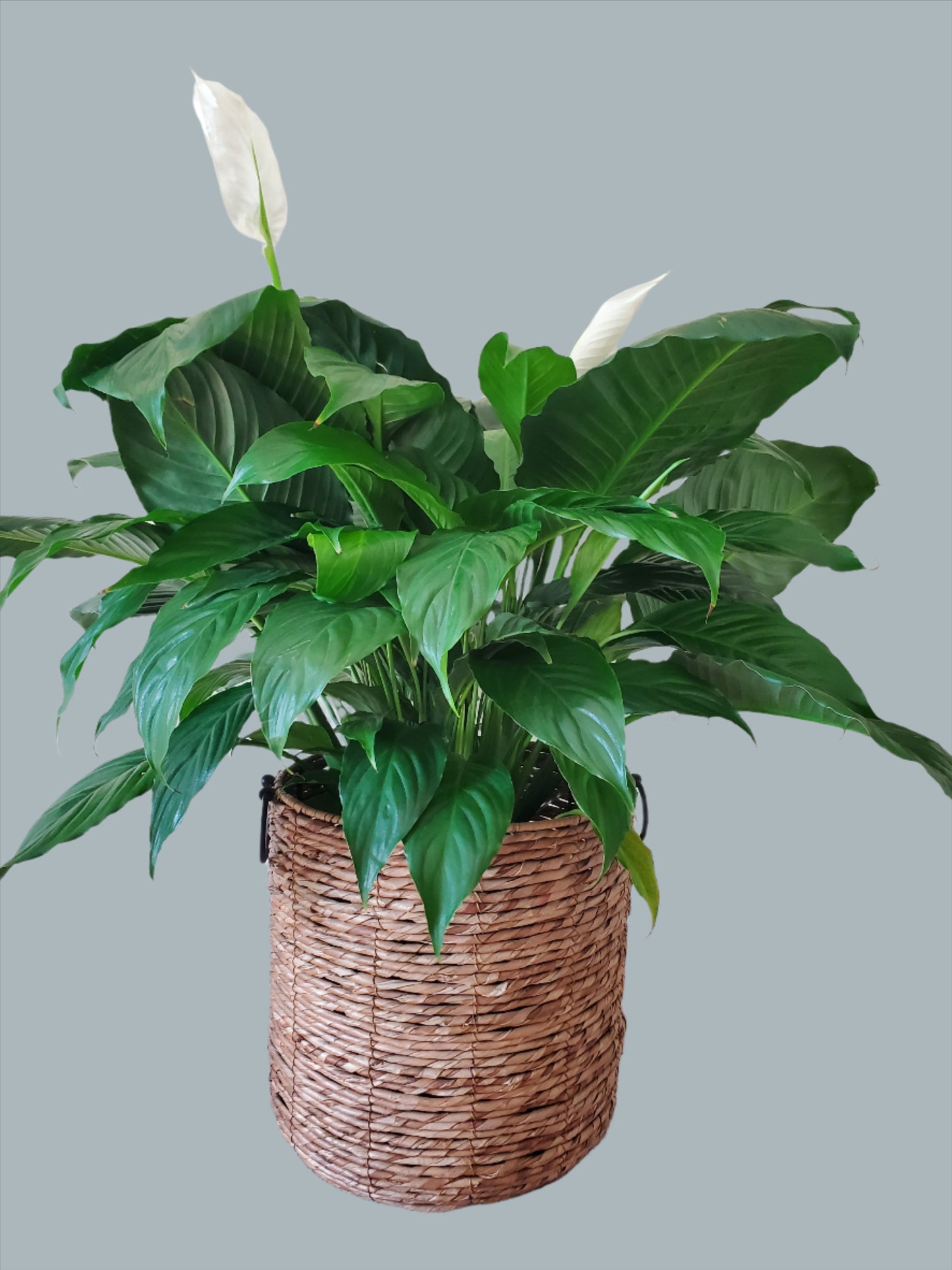 Majestic Peace Lilly (Large)